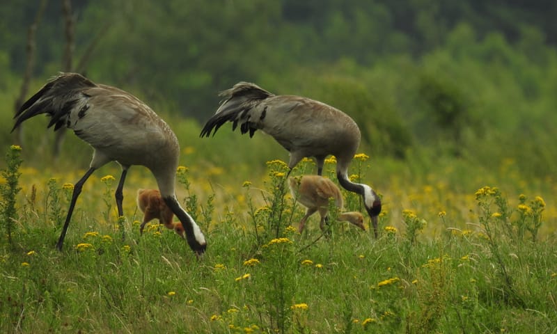 kraanvogels synchroon fouragerend