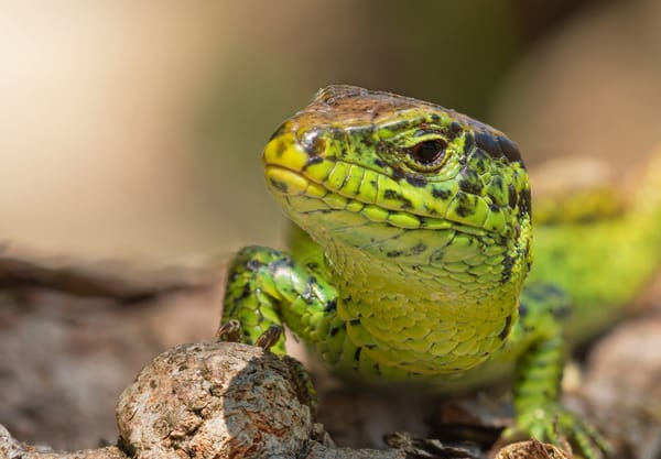 Zandhagedis