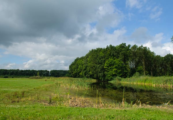 Struinen door boomweide