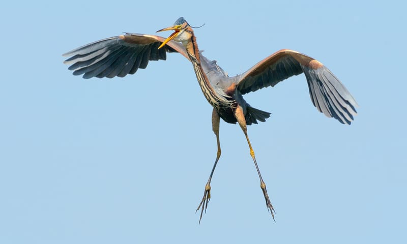 Varen naar de purperreigers - Nieuwkoopse Plassen