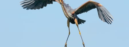 Varen naar de purperreigers - Nieuwkoopse Plassen