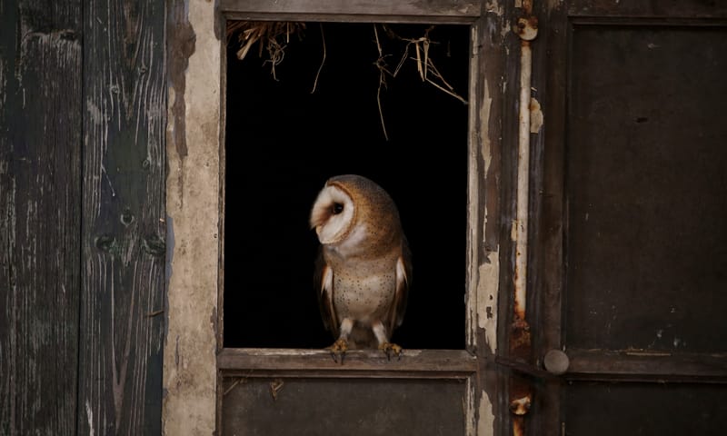 Geen schilderij, maar een echte kerkuil