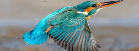 IJsvogeltje in volle vlucht