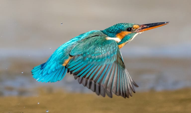 IJsvogeltje in volle vlucht