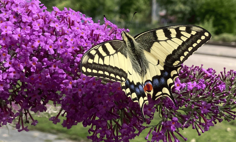 Koninginnepage vlinder