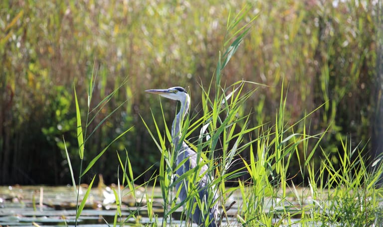 De blauwe reiger (Ardea cinerea) in de Nieuwkoopse Plassen