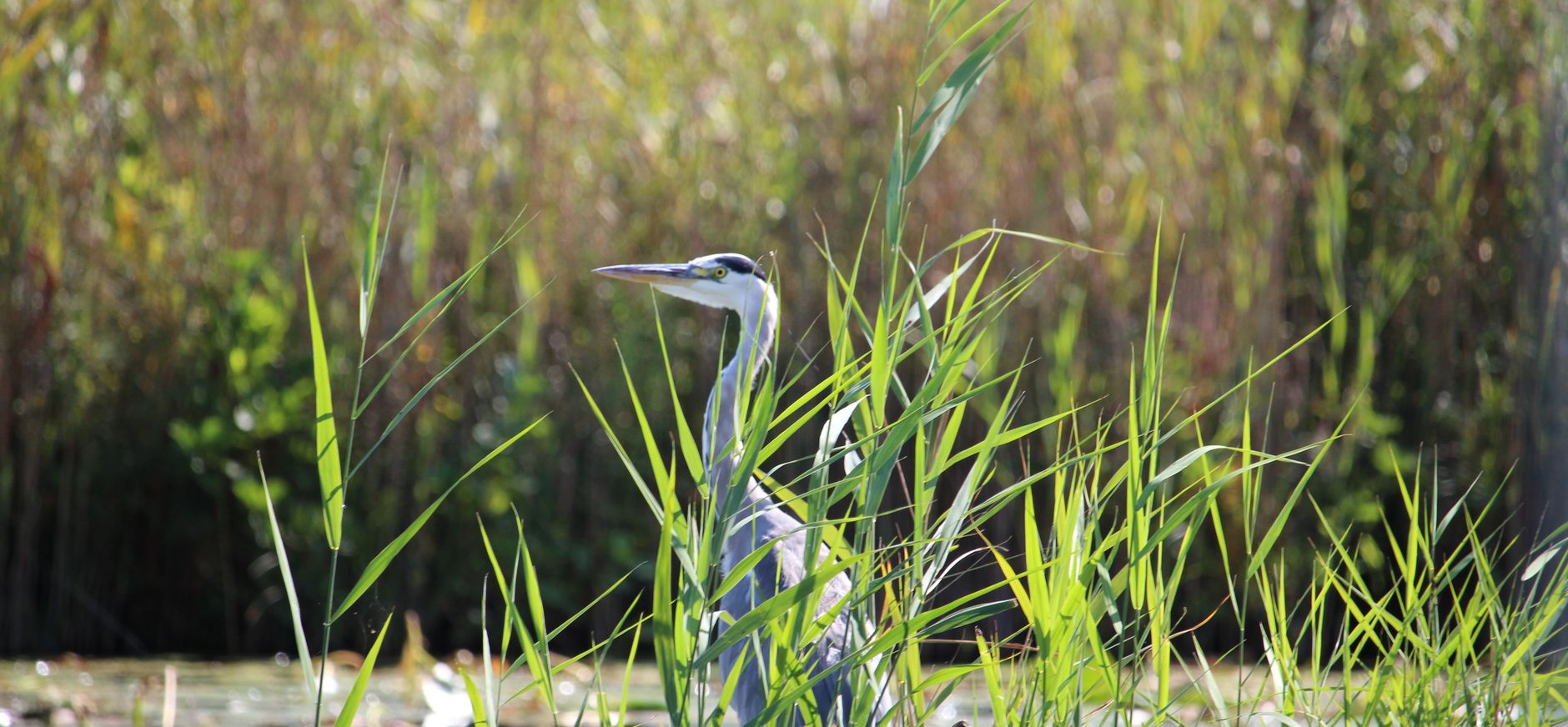 De blauwe reiger (Ardea cinerea) in de Nieuwkoopse Plassen