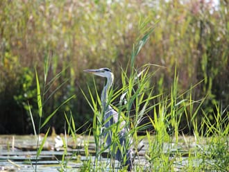 De blauwe reiger (Ardea cinerea) in de Nieuwkoopse Plassen