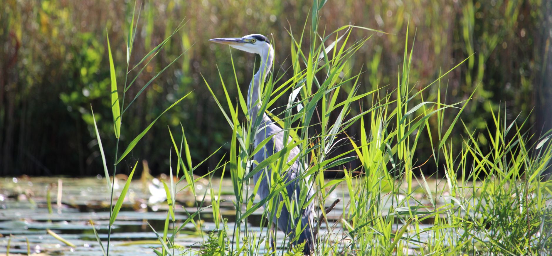 De blauwe reiger (Ardea cinerea) in de Nieuwkoopse Plassen