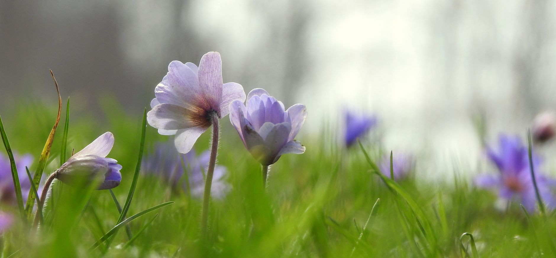 Lentefeestje (Blauwe en witte bosanemoon)