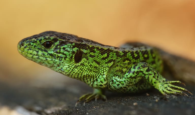 zandhagedis