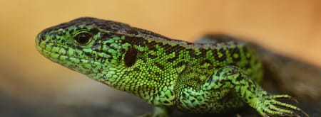 zandhagedis