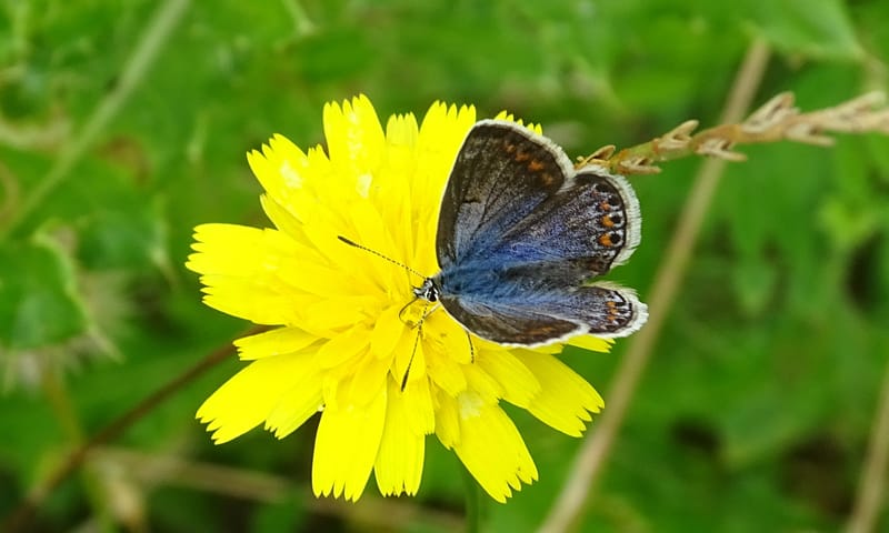 Bruin Blauwtje