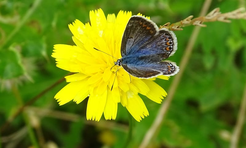 Bruin Blauwtje
