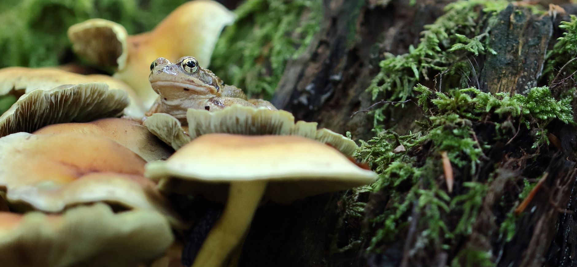 bruine kikker op bleekgele bundelzwam