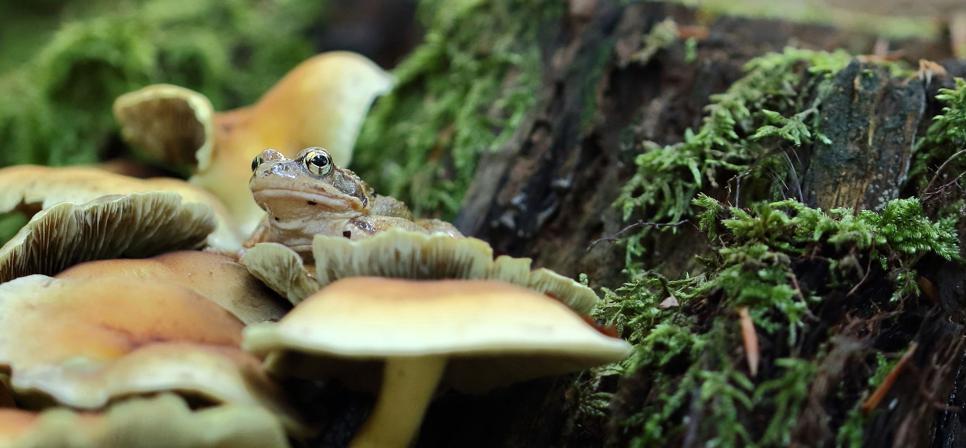 bruine kikker op bleekgele bundelzwam