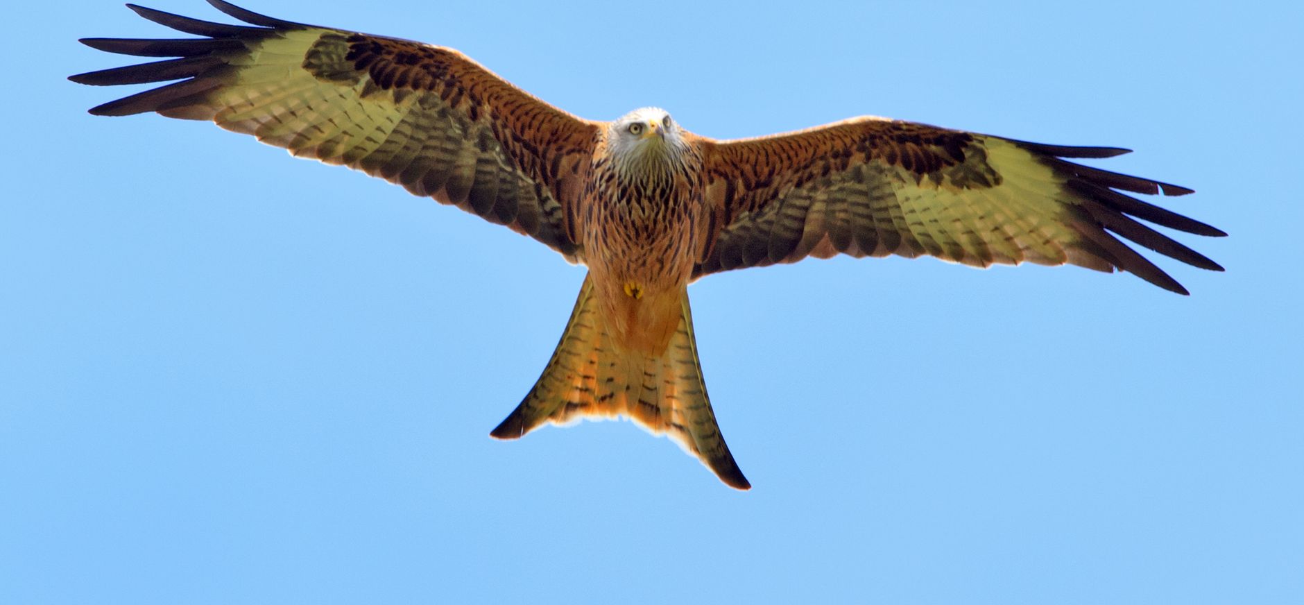 Gezocht: nieuwe kandidaat Districtscommissie leden voor Limburg