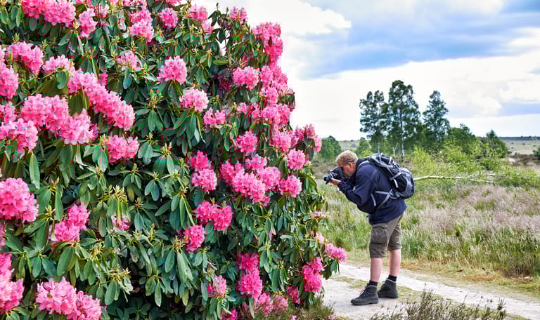 Groepsexcursie De Sallandse Heuvelrug