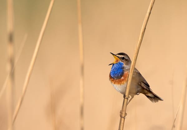 Blauwborst