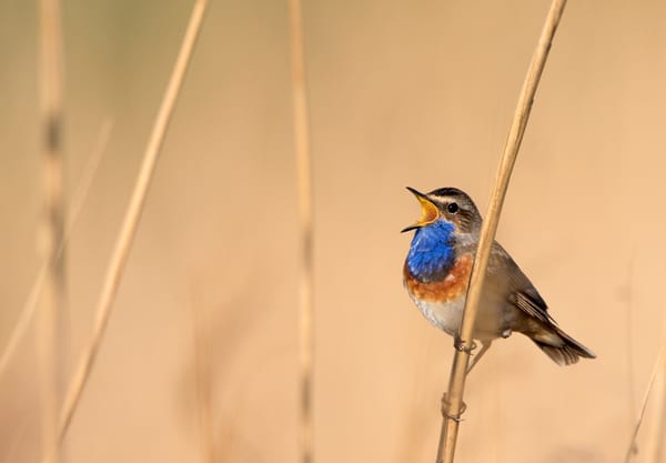 Blauwborst