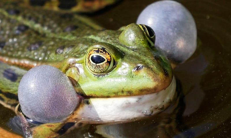 groene kikker