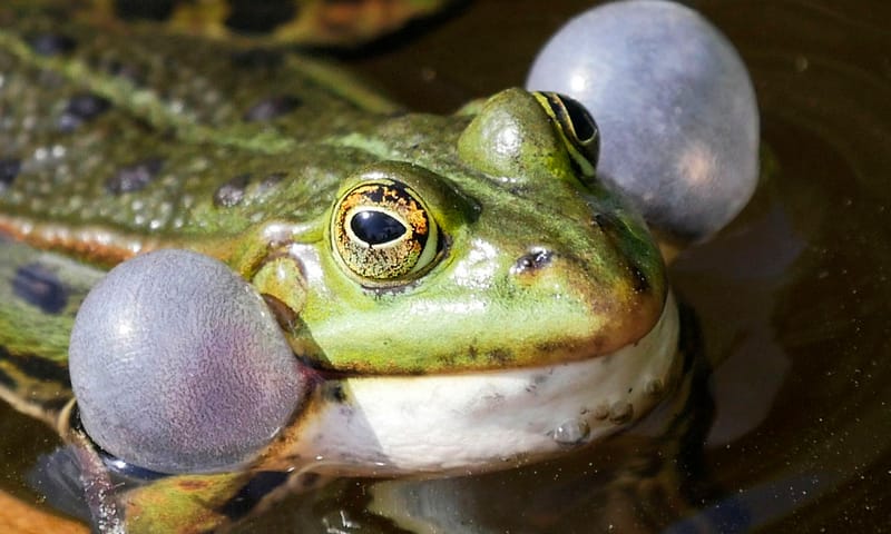 groene kikker