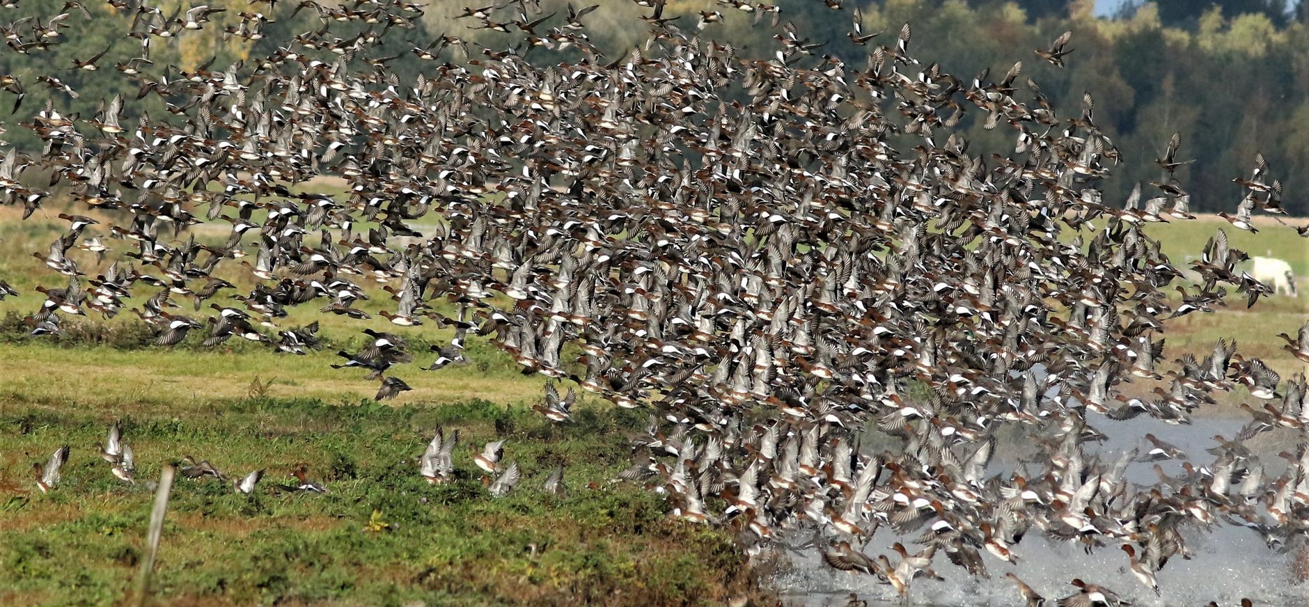 Paniek bij een grote groep smienten. Er komt een roofvogel aan....
