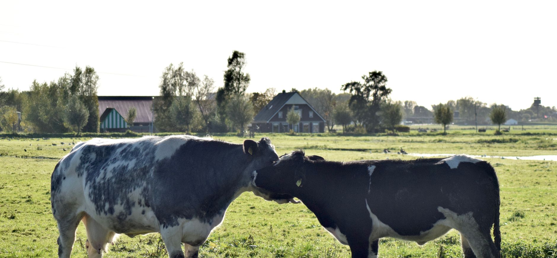 Hollandse koeien liefde