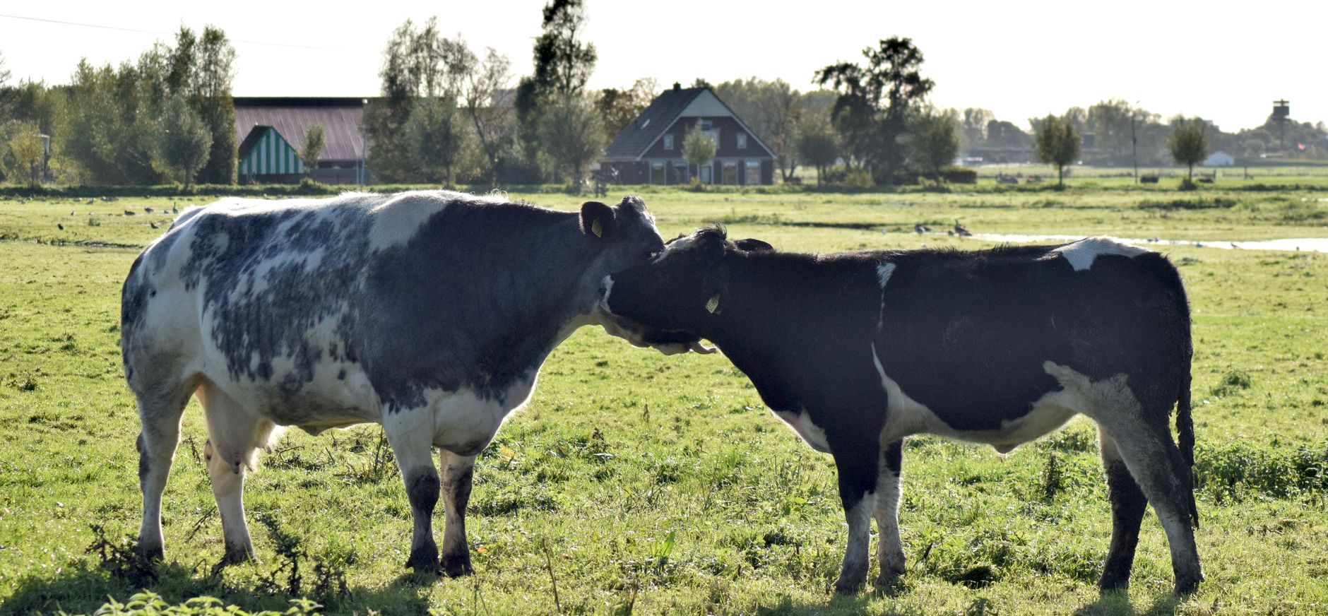 Hollandse koeien liefde