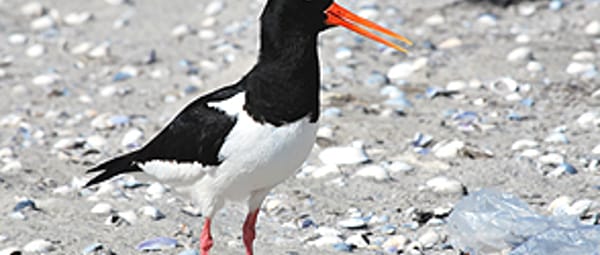 Uitwaaien op het strand