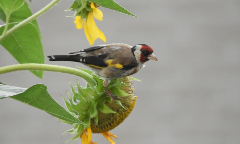 Pa Putter op bezoek in onze tuin