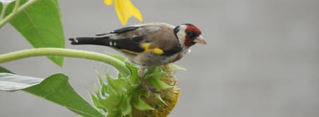 Pa Putter op bezoek in onze tuin