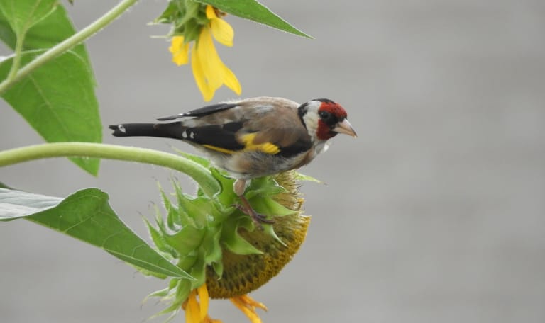 Pa Putter op bezoek in onze tuin