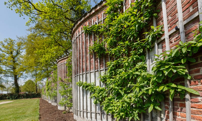 Slangenmuur op landgoed Schaep en Burgh