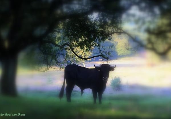 Heide en grazers Heide en grazers