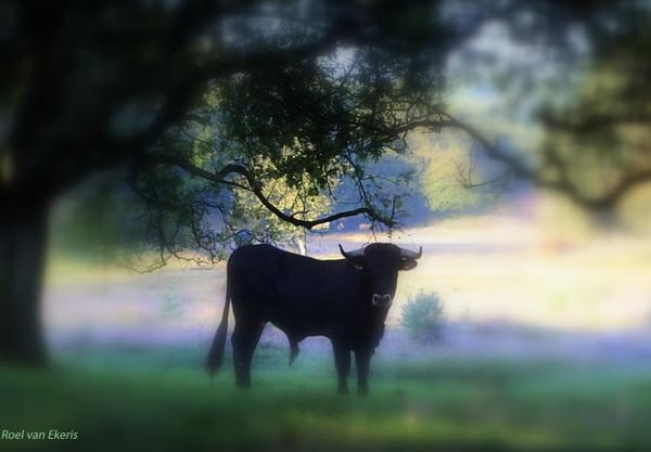 Heide en grazers Heide en grazers