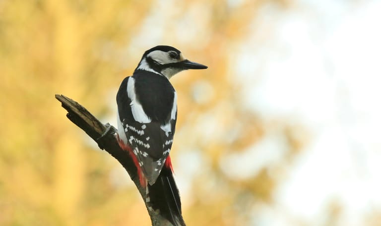 Wandelroute Brunssummerheide, bij Heerlen (lichtblauw)