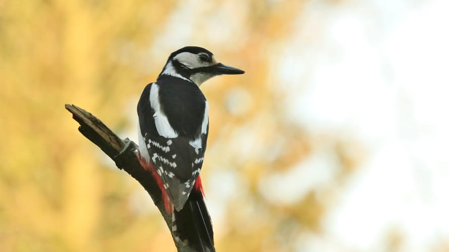 Wandelroute Brunssummerheide, bij Heerlen (lichtblauw)