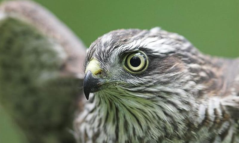 Sperwer Natuurmonumenten
