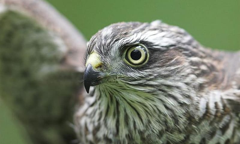 Sperwer Natuurmonumenten