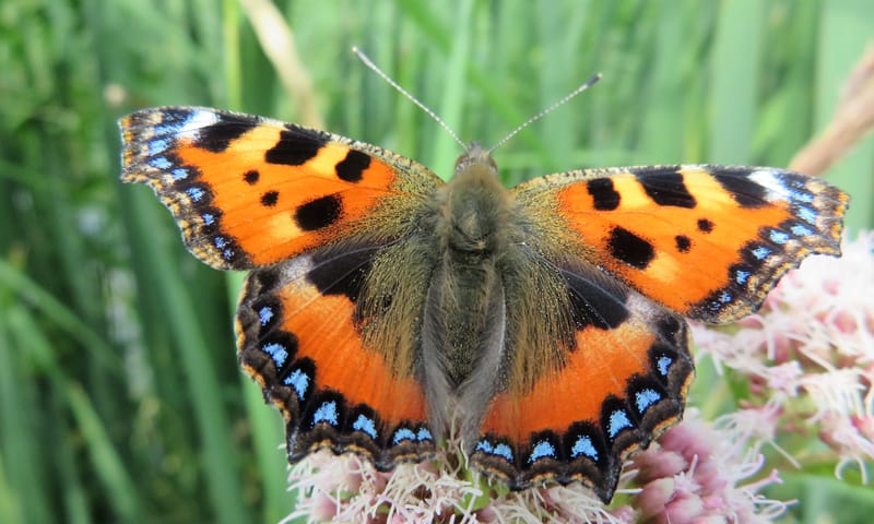 De grote kleine vos