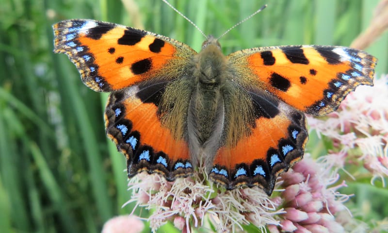 De grote kleine vos