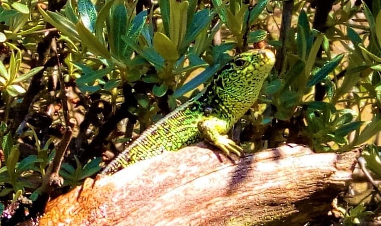 zand hagedis man genieten van de zon