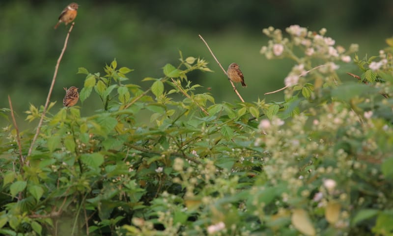 Moeder roodborsttapuit met twee jongen.