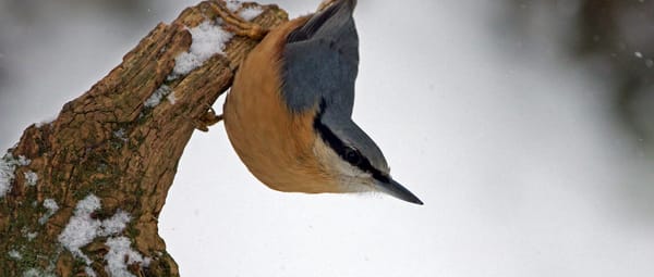 Boomklever in de sneeuw