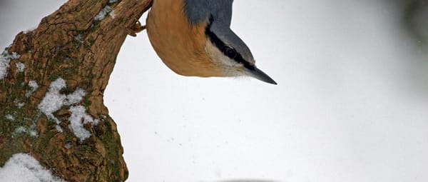 Boomklever in de sneeuw