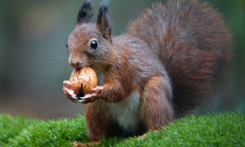 Eekhoorn eet een noot