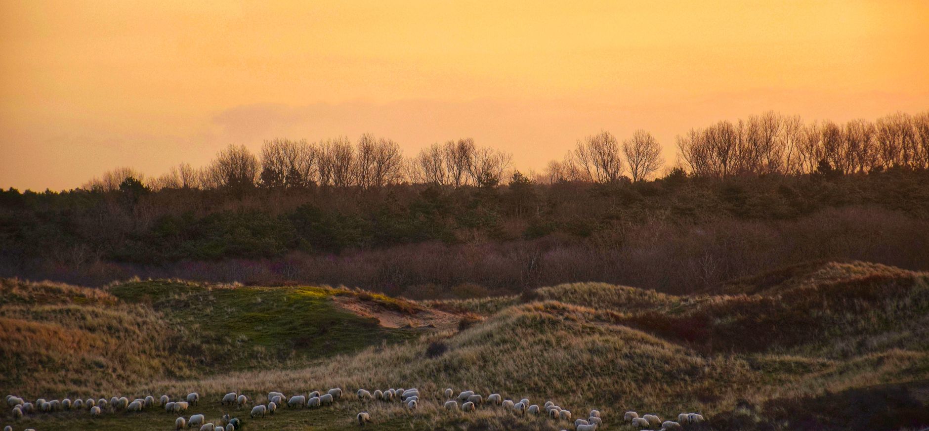 Zonsopkomst in de duinen