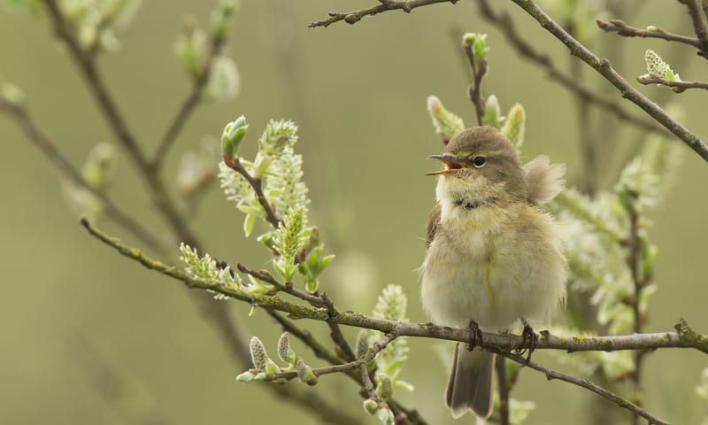Als je de tjiftjaf hoort...dan begint écht de lente
