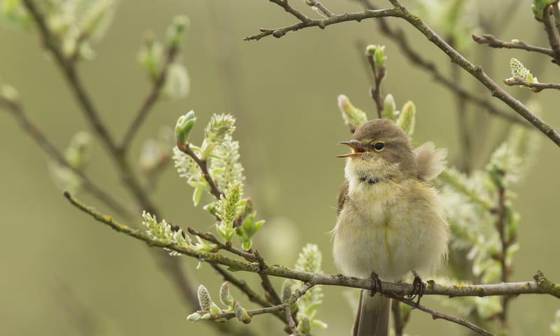 Als je de tjiftjaf hoort...dan begint écht de lente